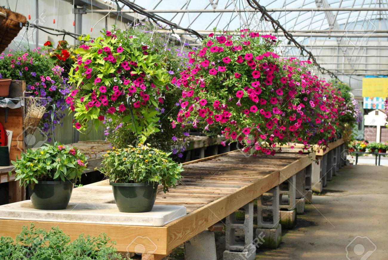 Hangende Pflanzen Green House Lizenzfreie Fotos Bilder Und Stock Fotografie Image 25098661