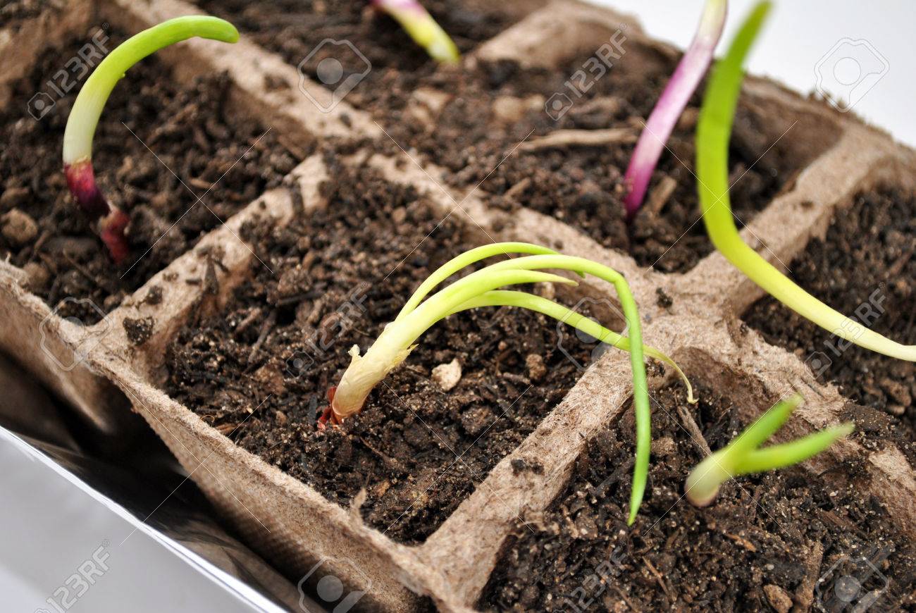 Close Up Of Red Onion Sprouts Growing Stock Photo Picture And Royalty Free Image Image 27078276