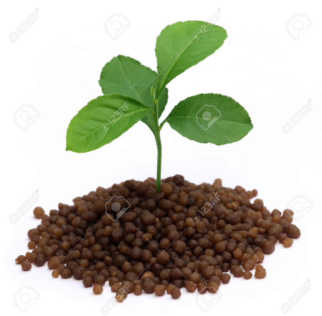 plant in diammonium phosphate fertilizer over white background stock phosphate fertilizer
