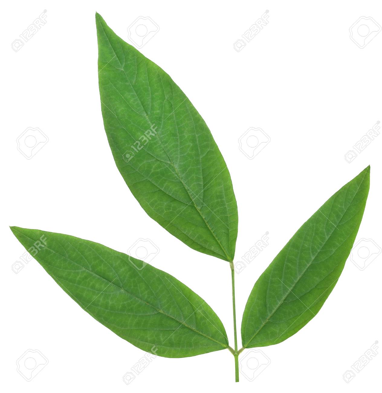 Medicinal Pigeon Pea Leaves Over White Background Stock Photo Picture And Royalty Free Image Image 68601046