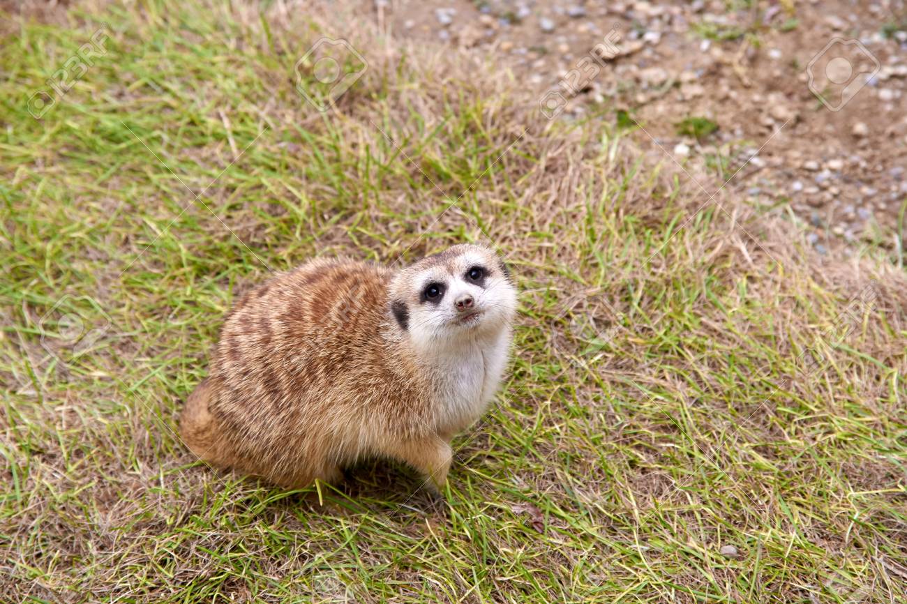 Image result for meerkat on grass"