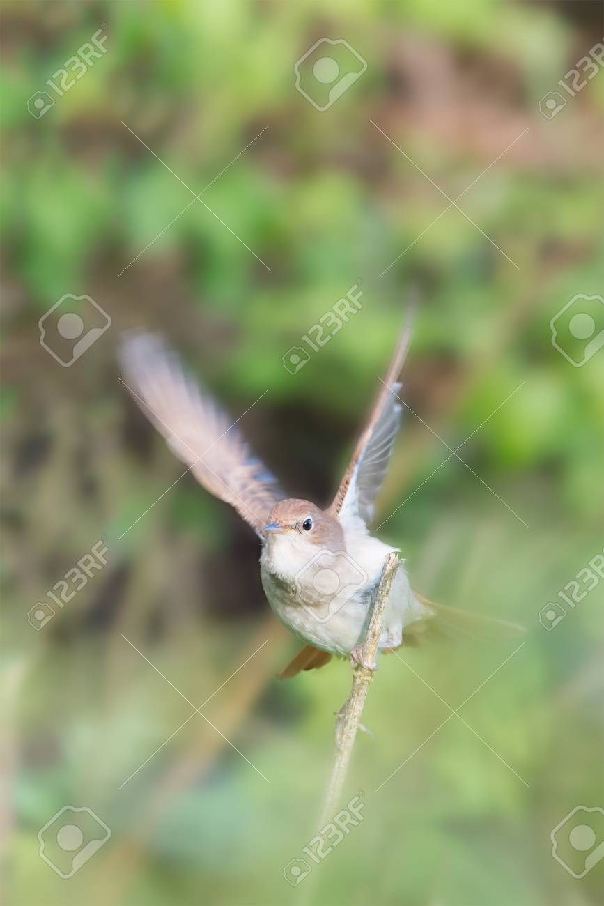 Nightingale reserve
