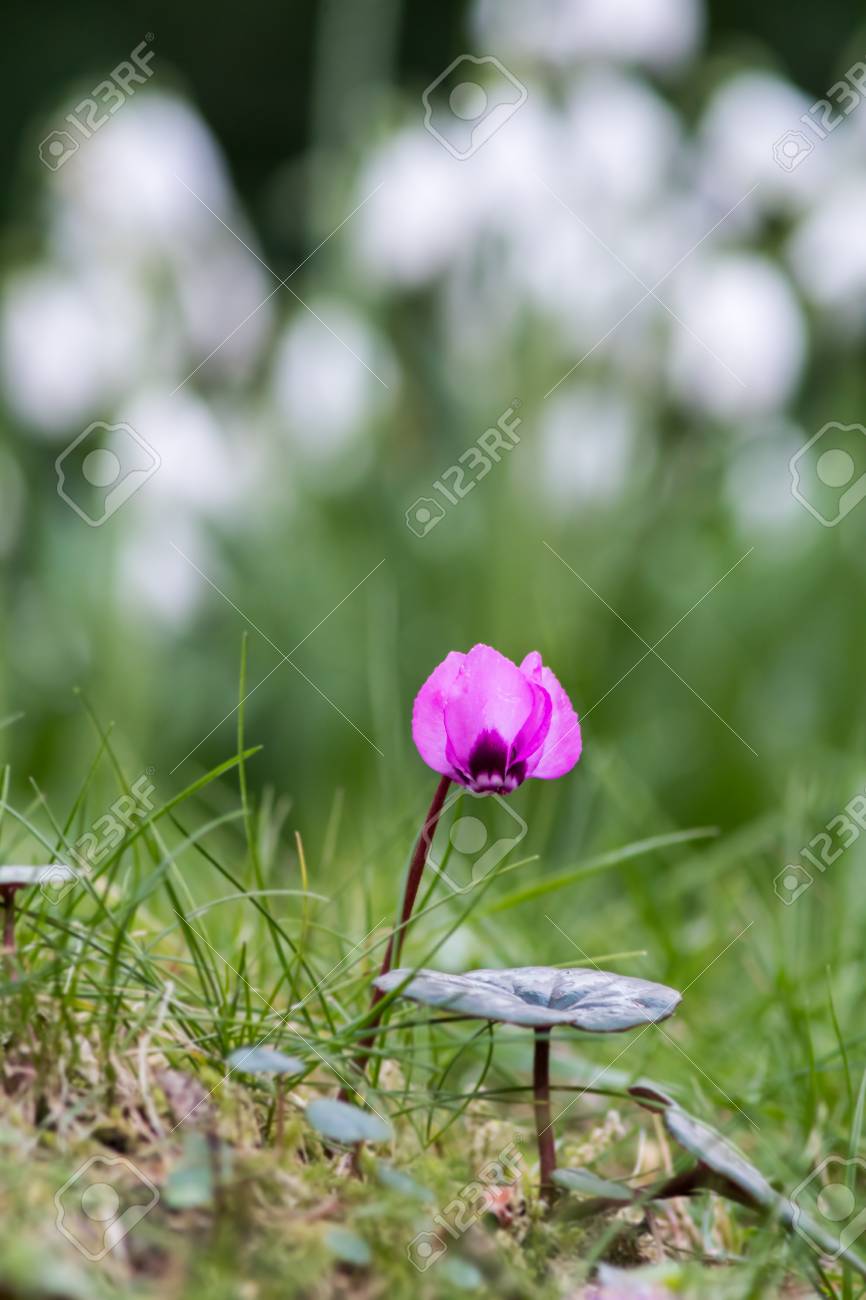 単一のシクラメンの花と葉 スノー ドロップのボケ味は 背景をぼかし 英国 2 月 の写真素材 画像素材 Image 単一のシクラメンの花と葉 スノー ドロップのボケ味は 背景をぼかし 英国 2 月 の写真素材 画像素材 Image