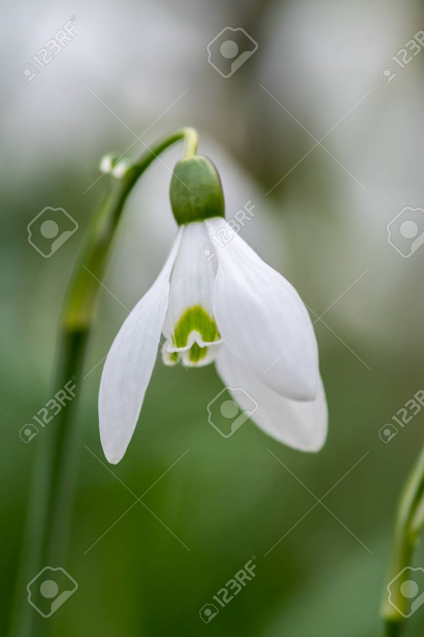 ボケ味を持つ単一のスノー ドロップの花頭マクロぼかし背景 Snowdrops デボン イギリス 2 月 の写真素材 画像素材 Image ボケ味を持つ単一のスノー ドロップの花頭マクロぼかし背景 Snowdrops デボン イギリス 2 月 の写真素材 画像素材 Image