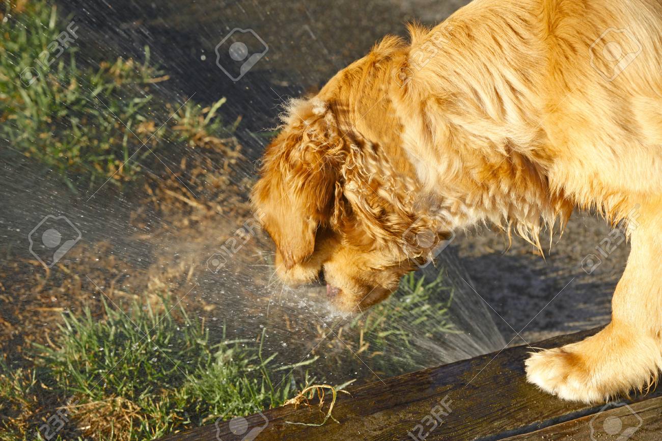sprinkler dog stock photo picture and royalty free image image