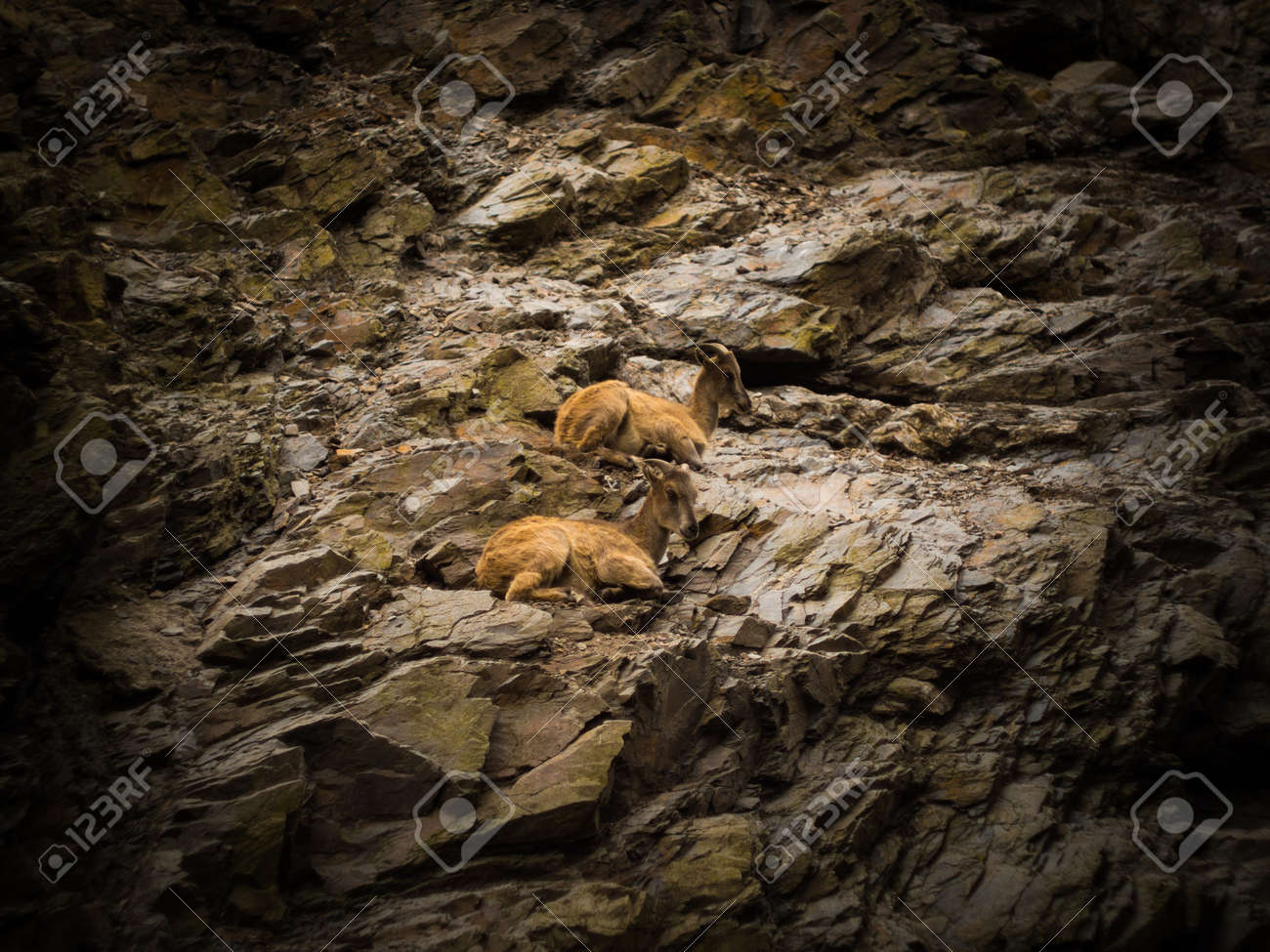 etiam-dictum-ipsum-a-felis