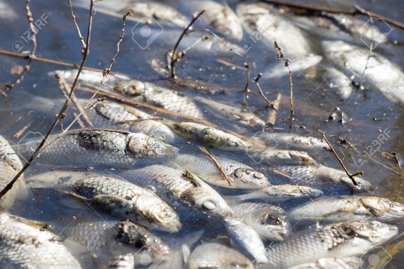Dead Fish In The Water Stock Photo Picture And Royalty Free Image Image 75054463