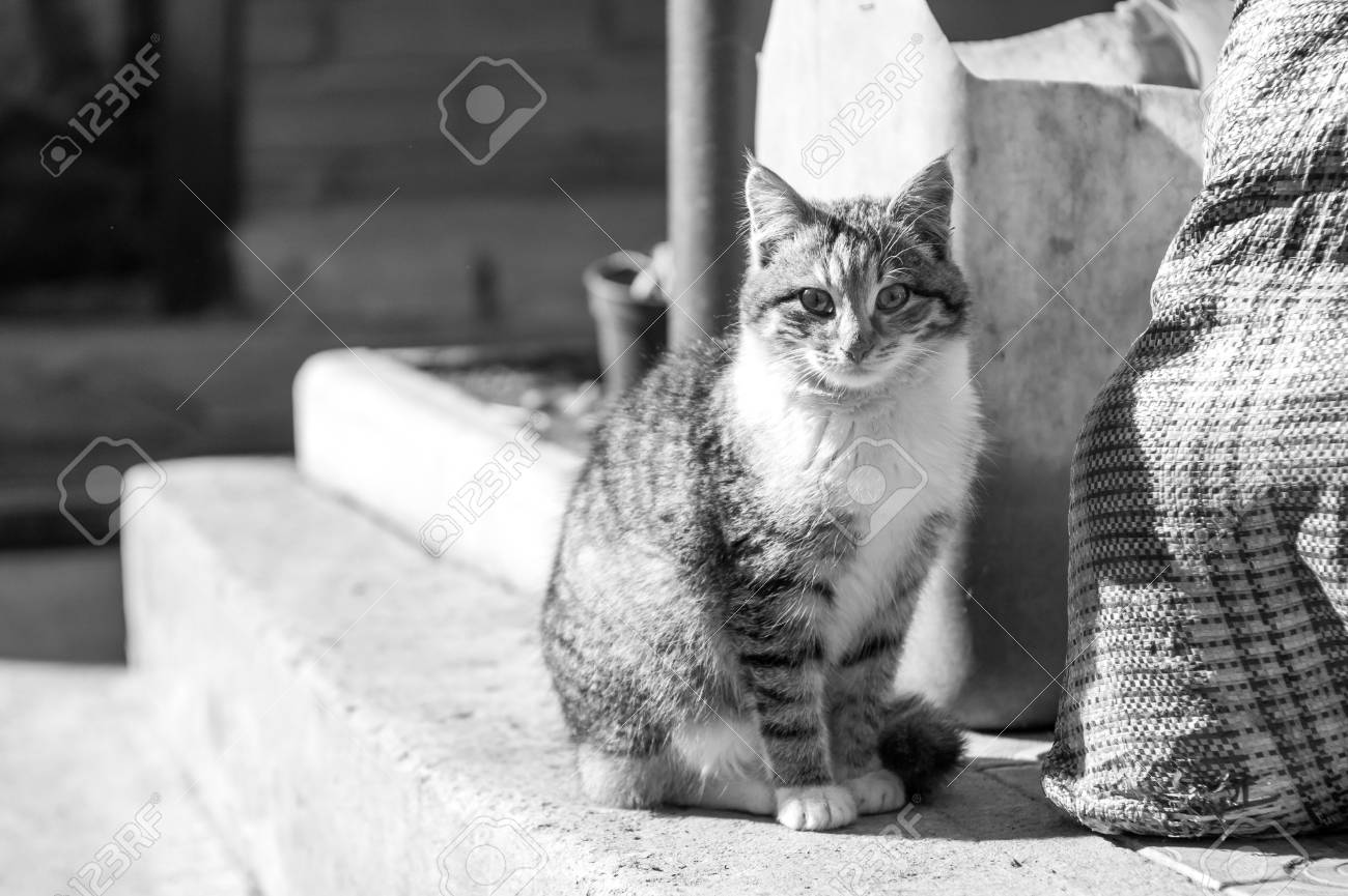 村の猫のモノクロ写真 の写真素材 画像素材 Image 村の猫のモノクロ写真 の写真素材 画像素材 Image