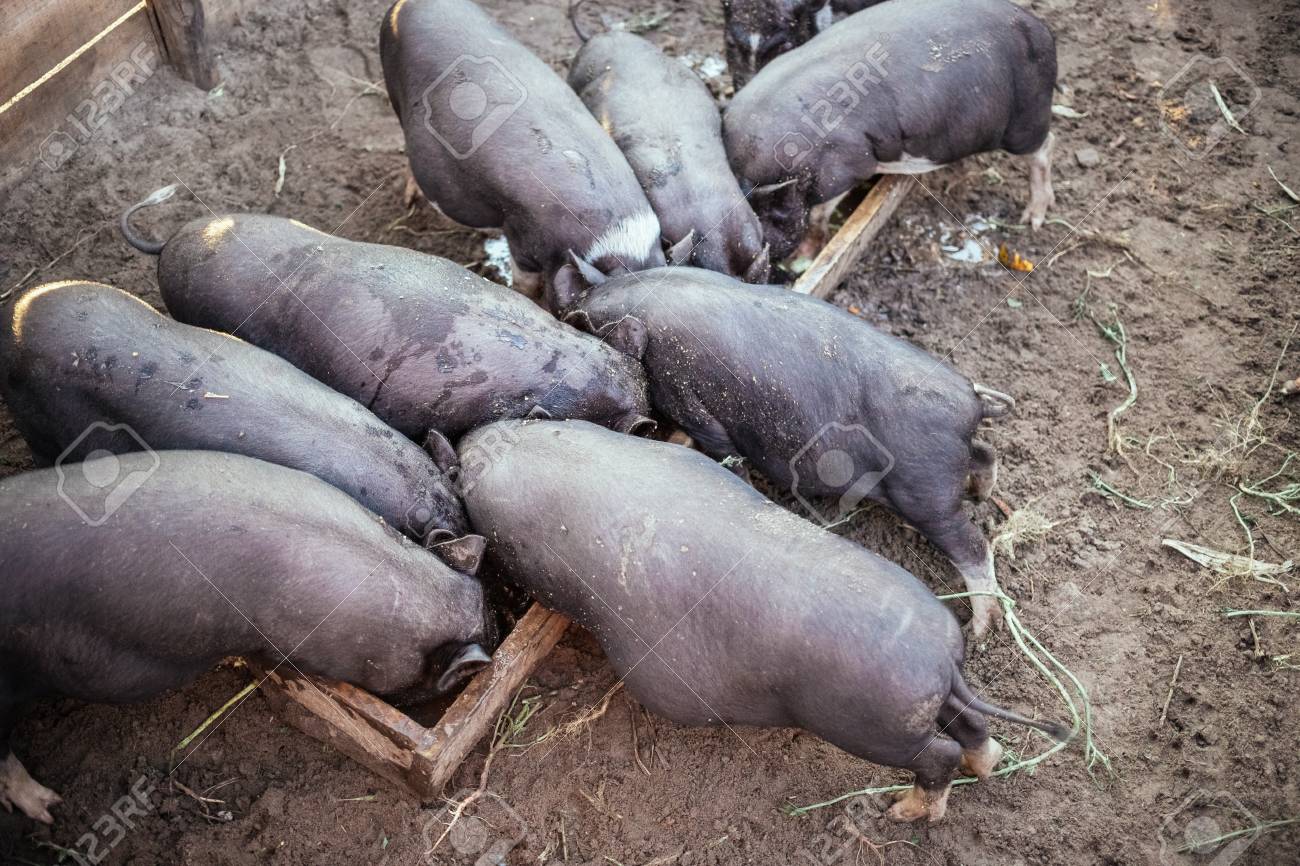 97032038-small-black-pigs-eat-from-a-wooden-trough.jpg