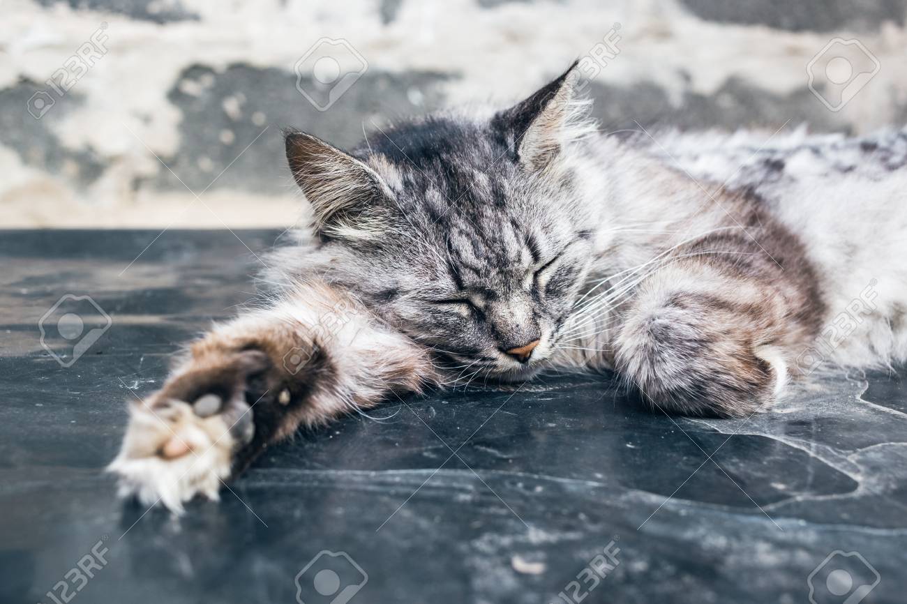 etiam-dictum-ipsum-a-felis