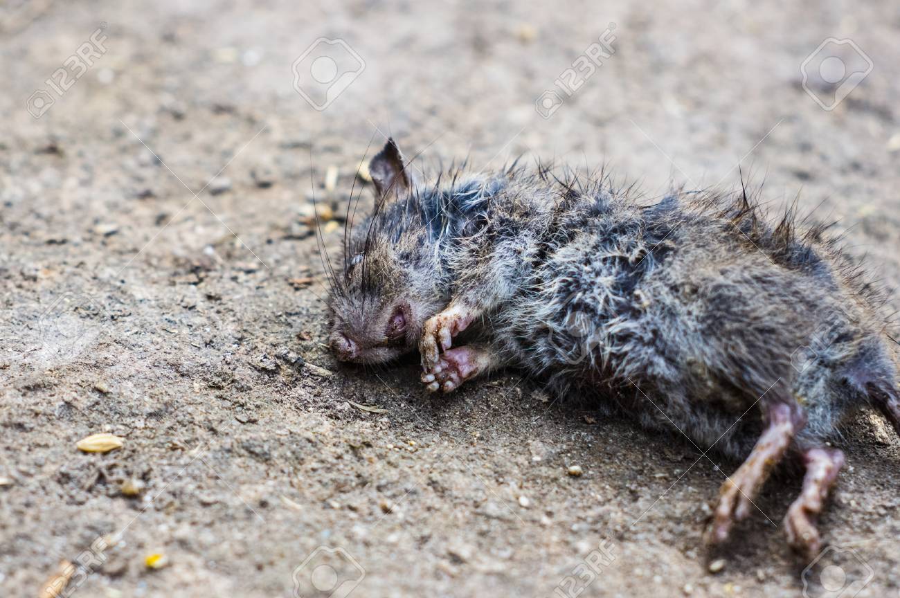 死んだネズミは地面に横たわっている の写真素材 画像素材 Image 97707937