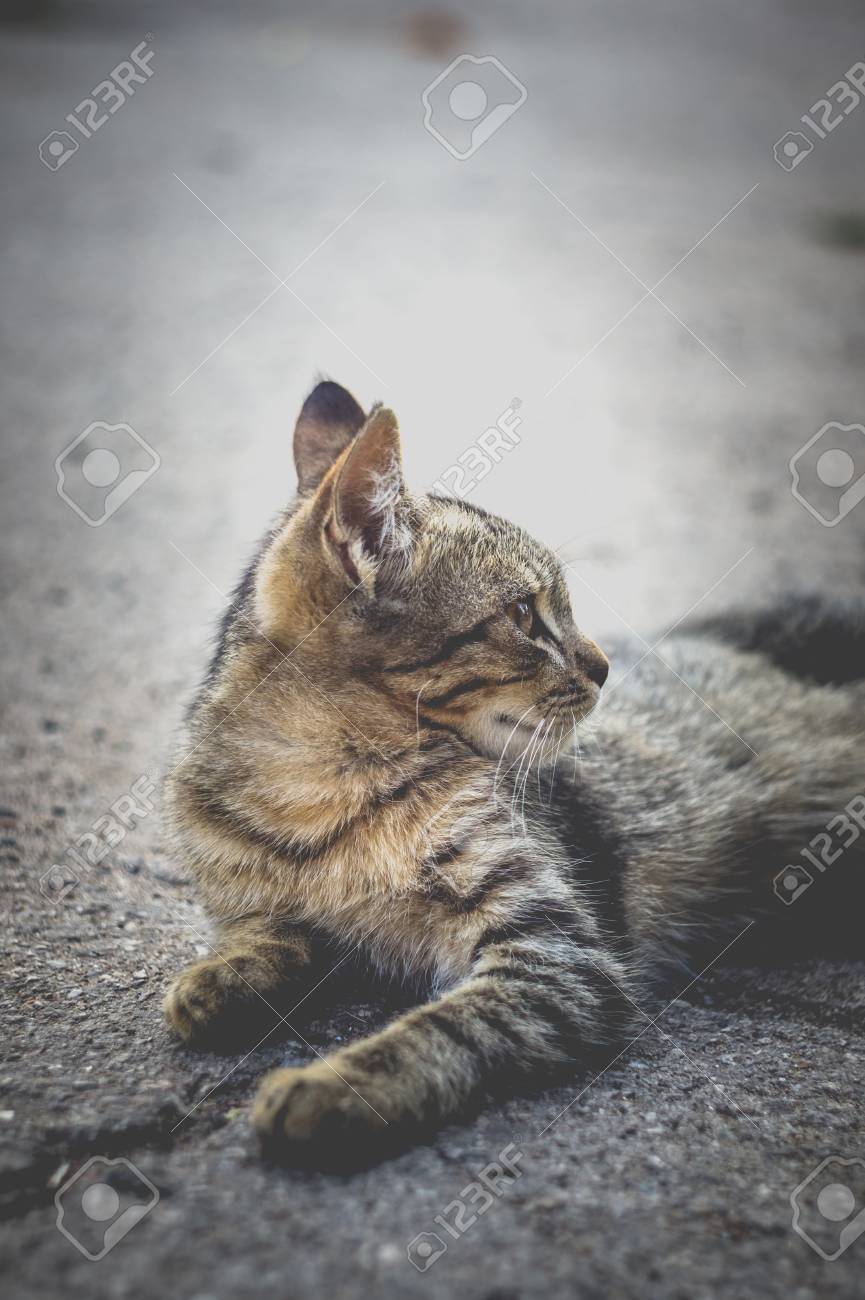 etiam-dictum-ipsum-a-felis