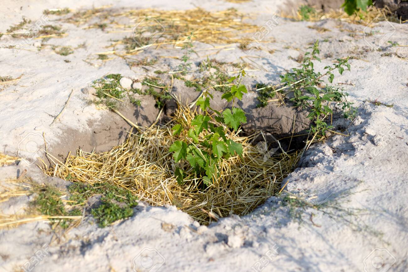 The process of growing grapes in pits. Mulching grapes - 131816129 The process of growing grapes in pits. Mulching grapes - 131816129