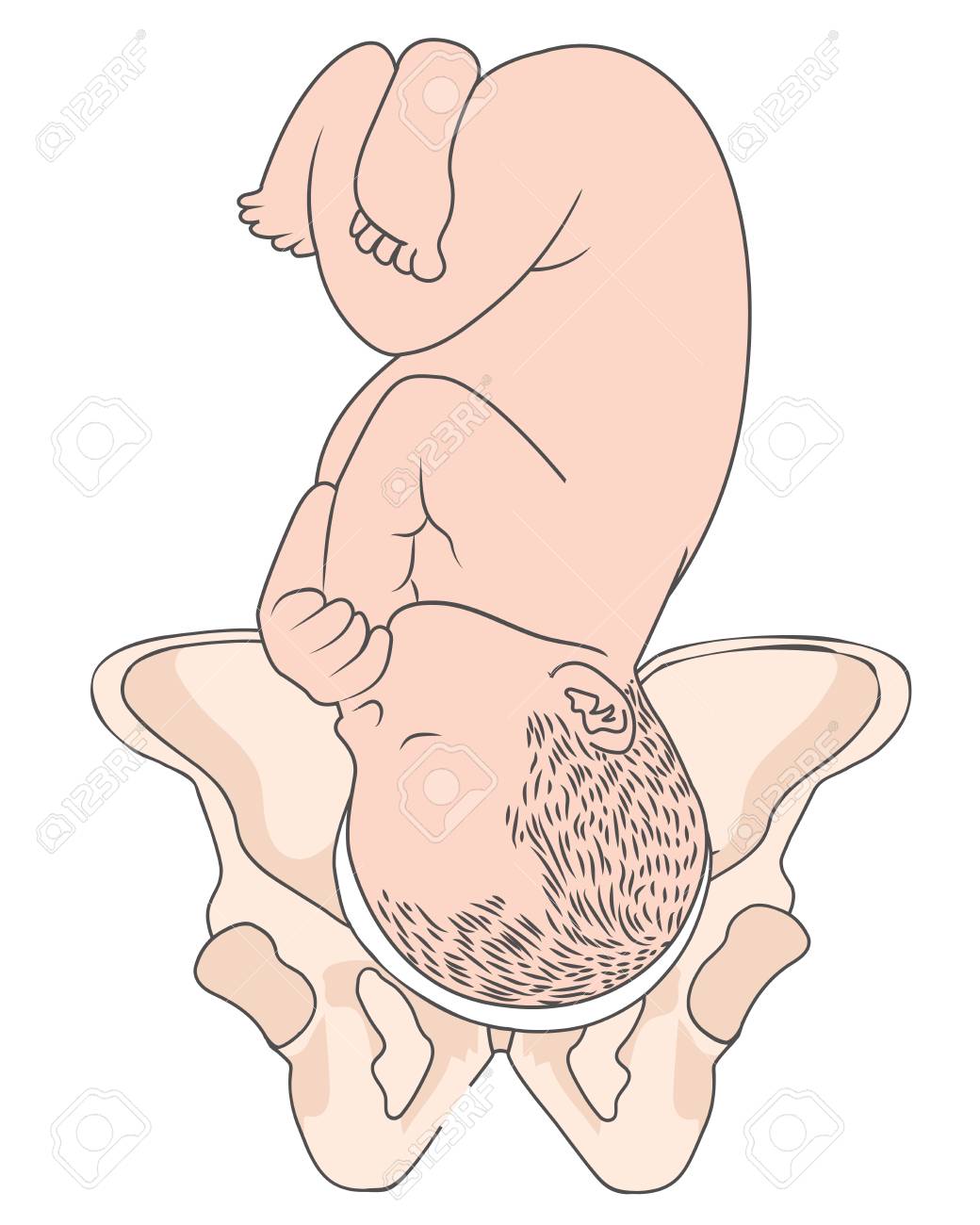 Left Occiput Transverse Lot Baby Fetal Position Pelvis Rot Royalty Free Cliparts Vectors And Stock Illustration Image 122880890