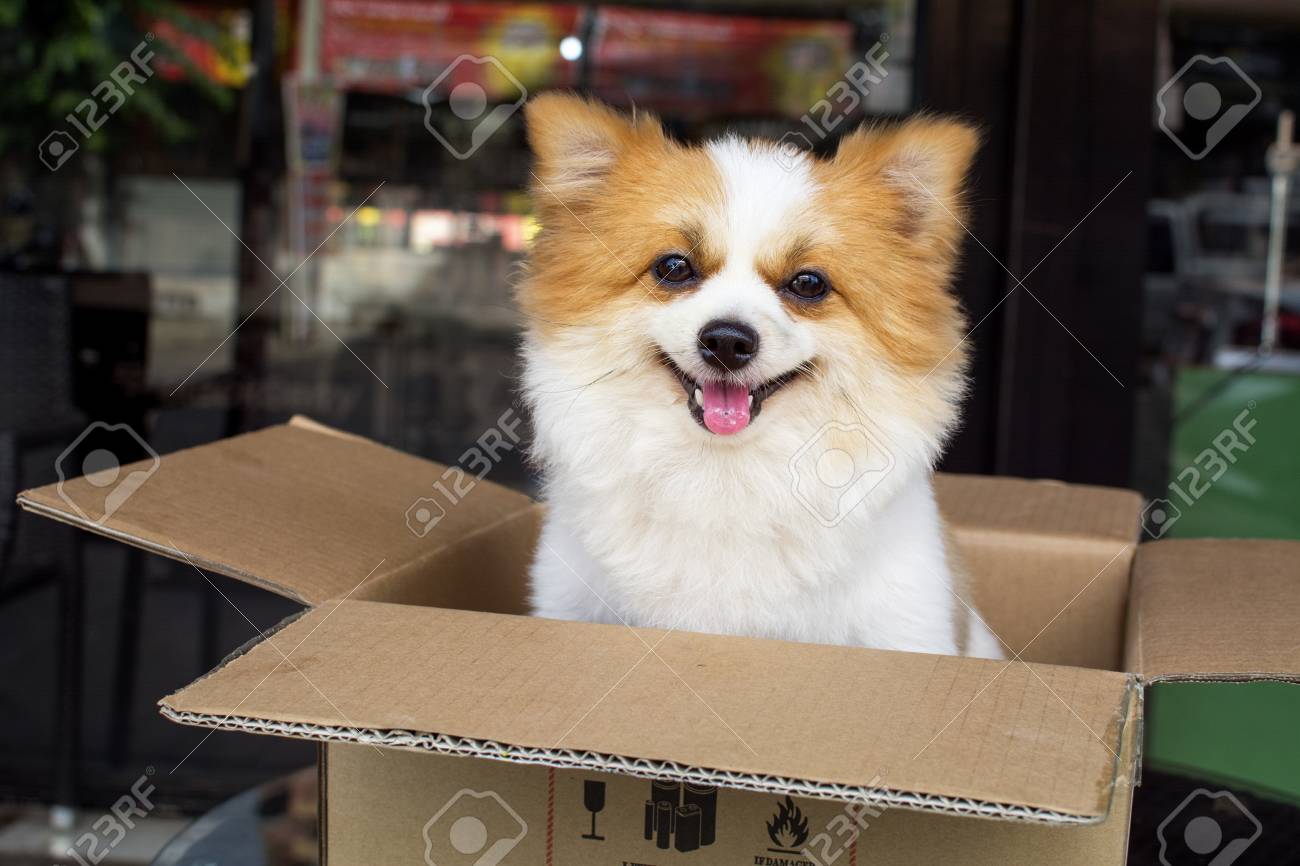 Adorable Chien De Couleur Poméranien Blanc Et Marron
