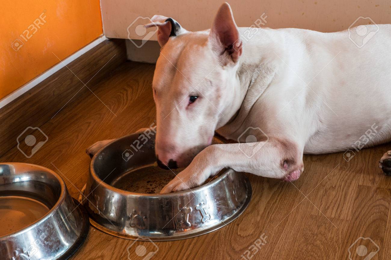 bull terrier food