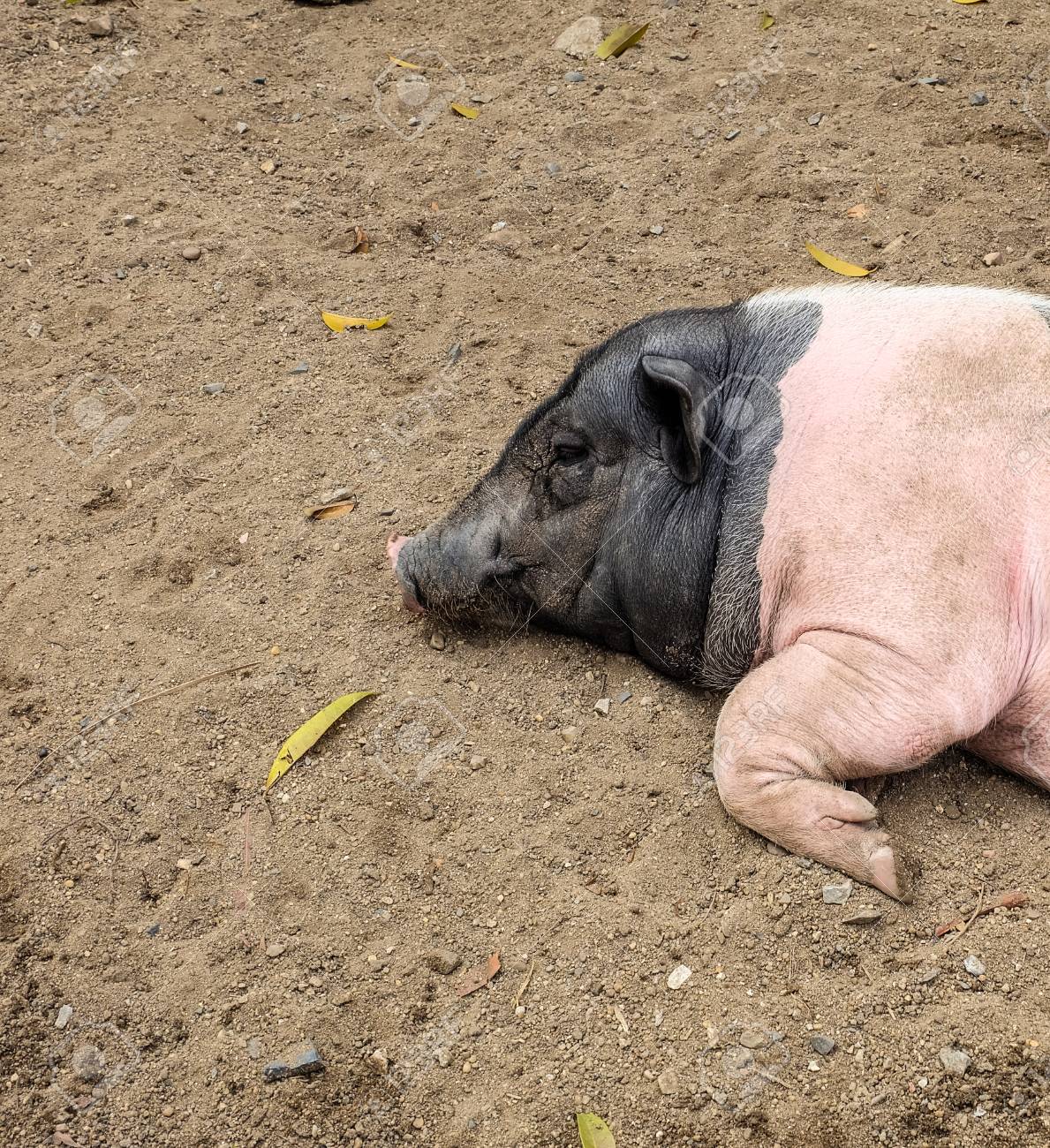 etiam-dictum-ipsum-a-felis