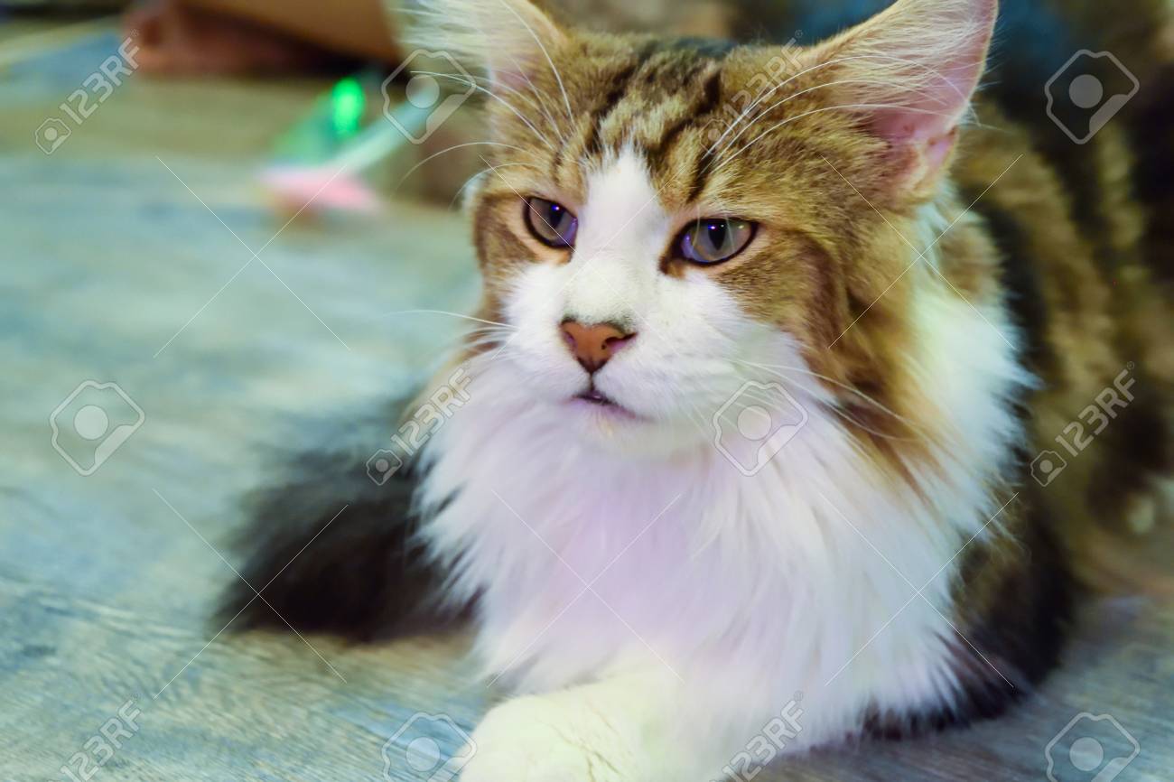 etiam-dictum-ipsum-a-felis