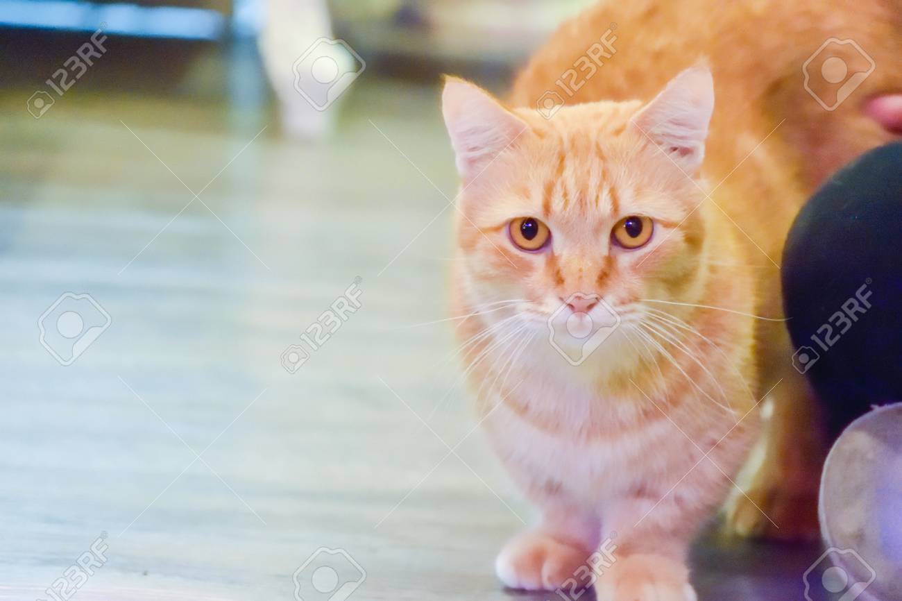 munchkin orange cat