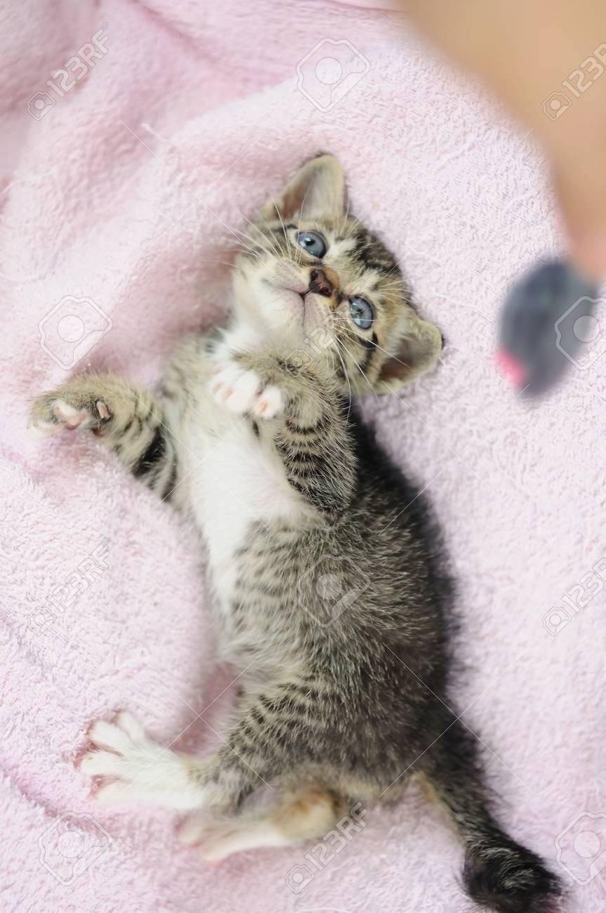 etiam-dictum-ipsum-a-felis