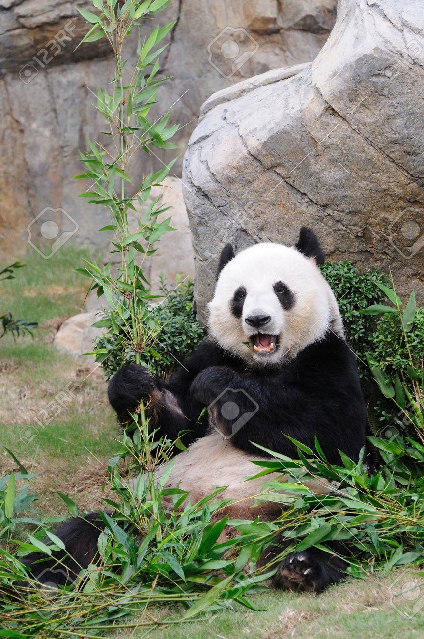 Giant Panda Eating Bamboo Leaf Stock Photo Picture And Royalty Free Image Image