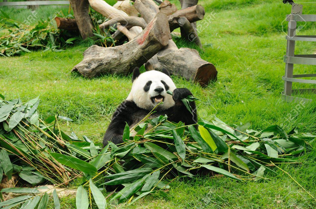 ジャイアント パンダの笹の葉を食べる の写真素材 画像素材 Image