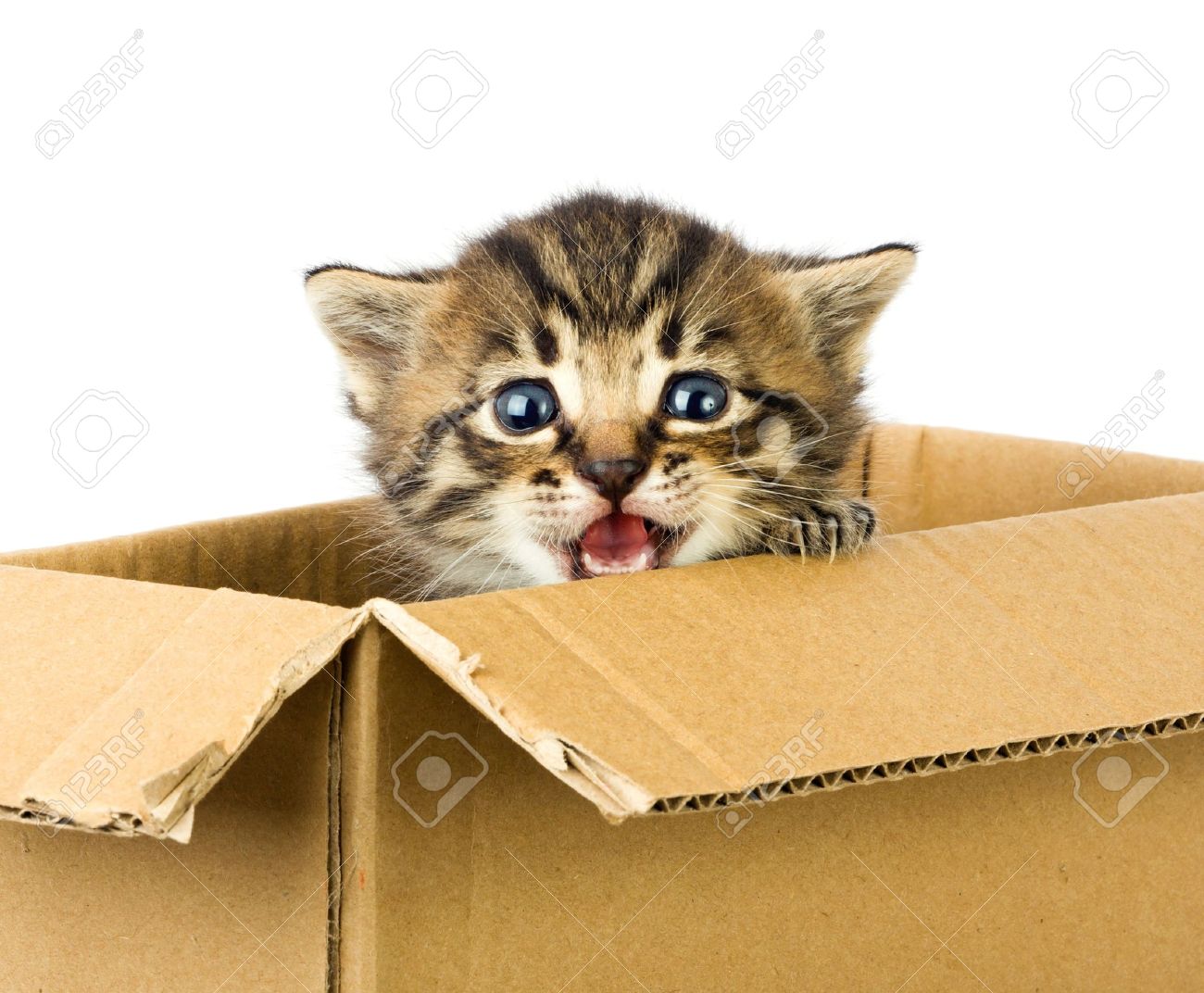 kitten box