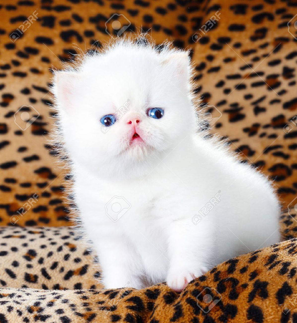 white persian kitten stock photo picture and royalty free image