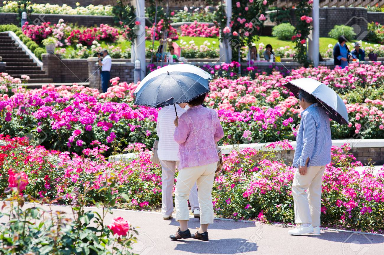 https://previews.123rf.com/images/bee32/bee321606/bee32160603196/59127511-elderly-3-people-taken-in-the-park-that-is-full-of-flowers-in-bloom.jpg