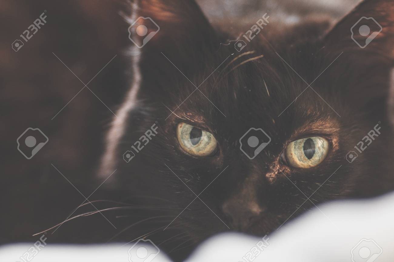 etiam-dictum-ipsum-a-felis