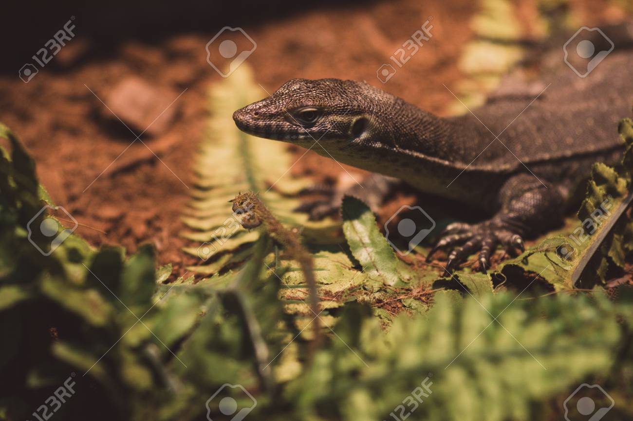 etiam-dictum-ipsum-a-felis