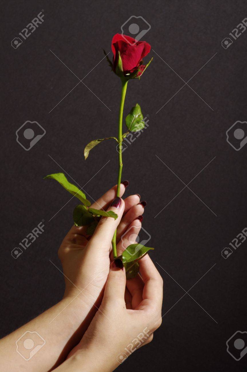 Single Red Rose In Hand Stock Photo Picture And Royalty Free Image