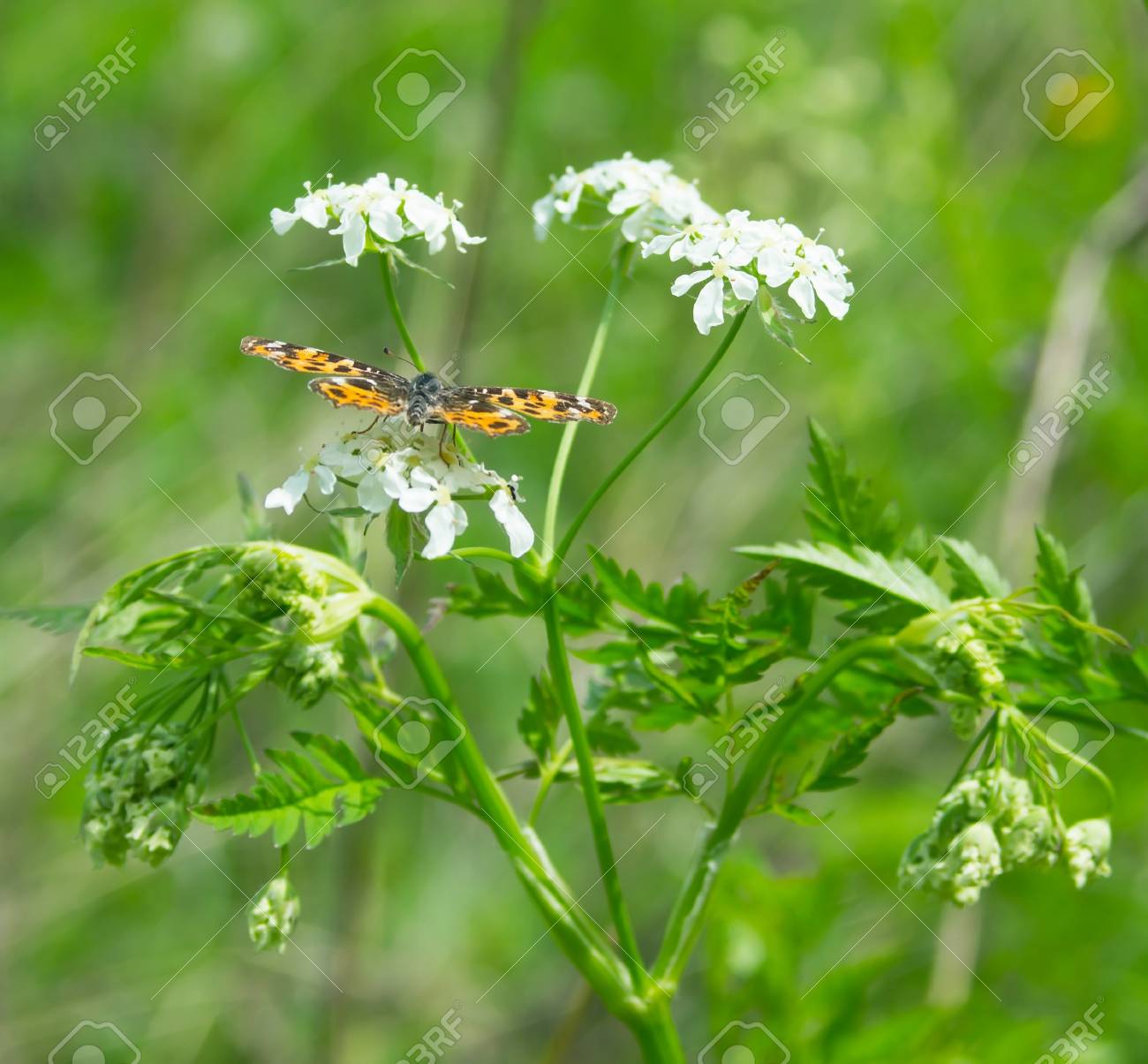 etiam-dictum-ipsum-a-felis