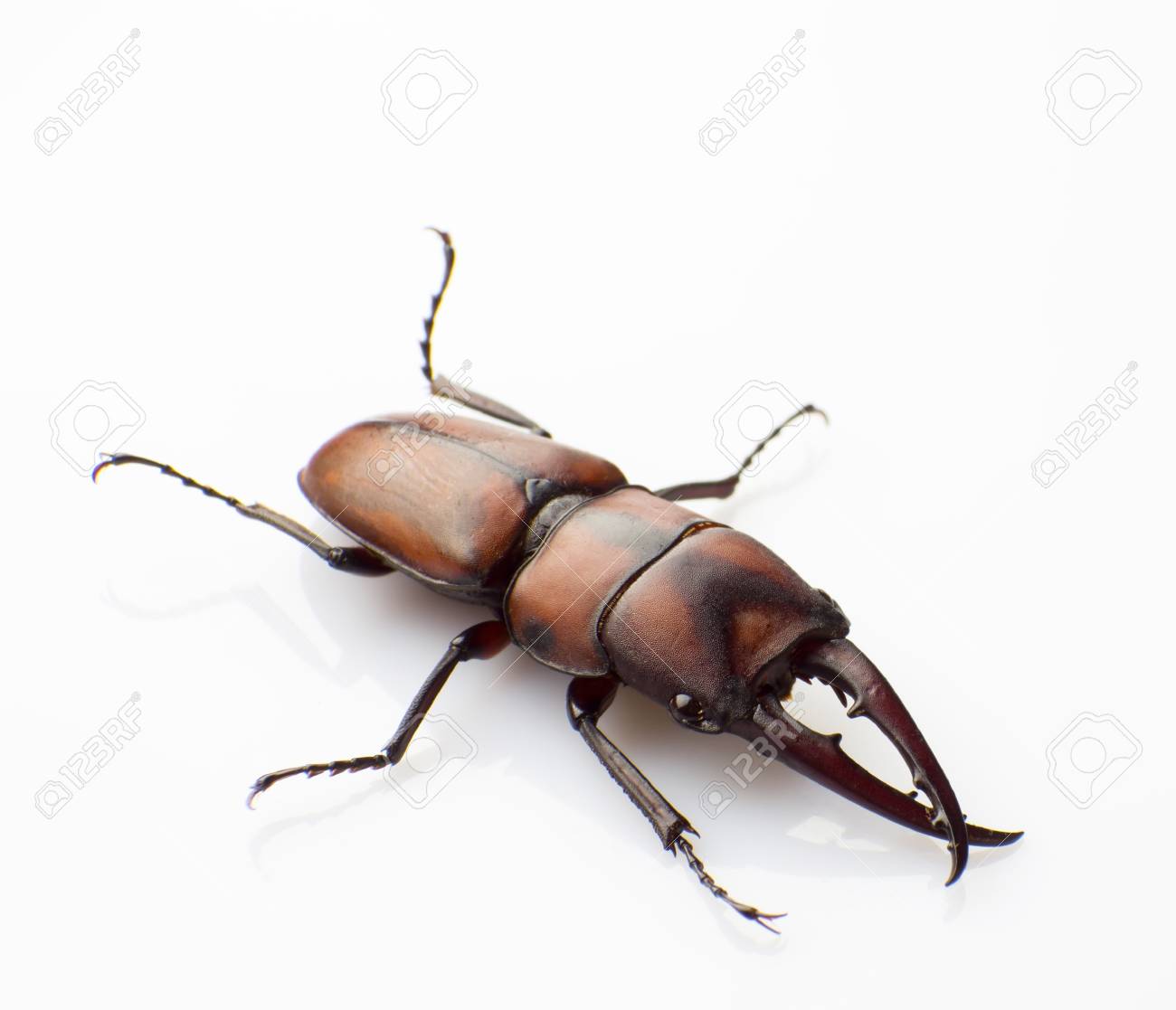 etiam-dictum-ipsum-a-felis