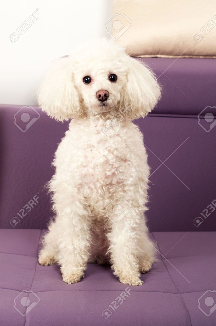 white toy poodle