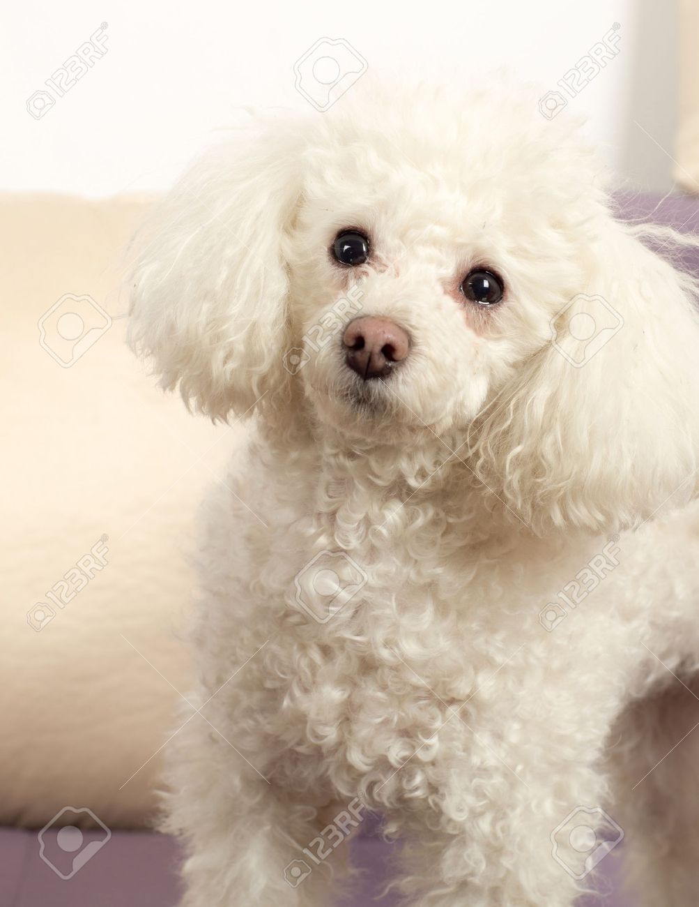 white toy poodle