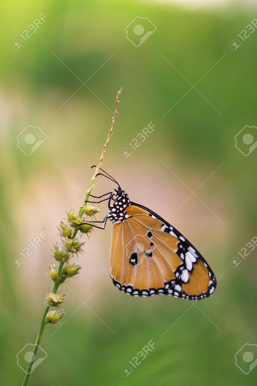 Free Images : nature, green, wild, outdoor, environment, insect, bluetiger,  rhopalocera, moths and butterflies, brush footed butterfly, lycaenid,  invertebrate, macro photography, pollinator, leaf, wildlife, nectar,  organism, pieridae, monarch butterfly ..., image size:866x1300