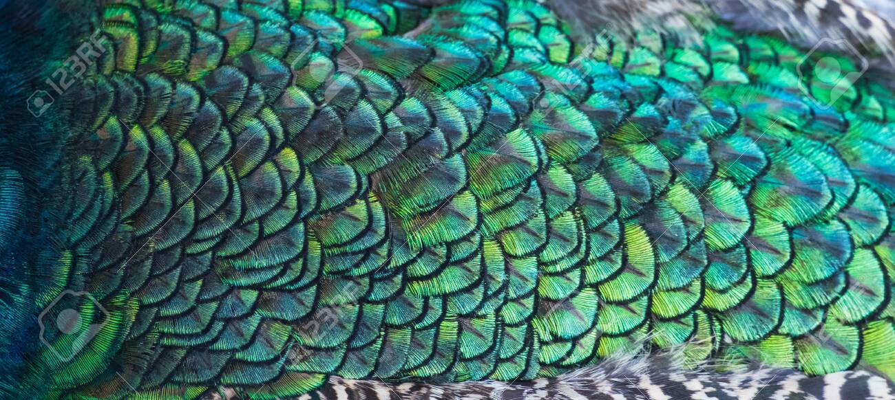 goa孔雀羽　袖切りっぱなしデザイン 有）ゴフクヤサン・ドットコム on X: 