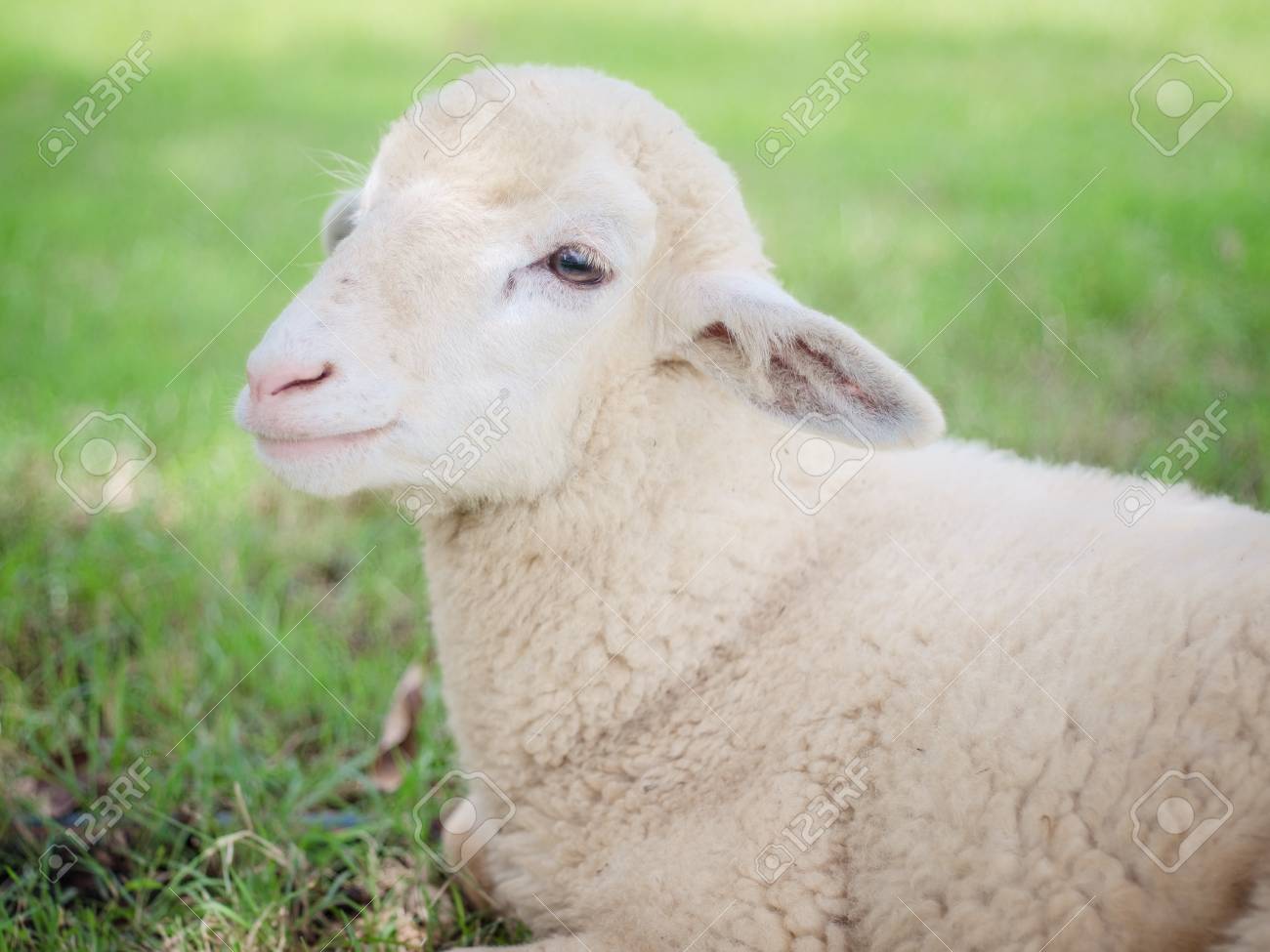 etiam-dictum-ipsum-a-felis