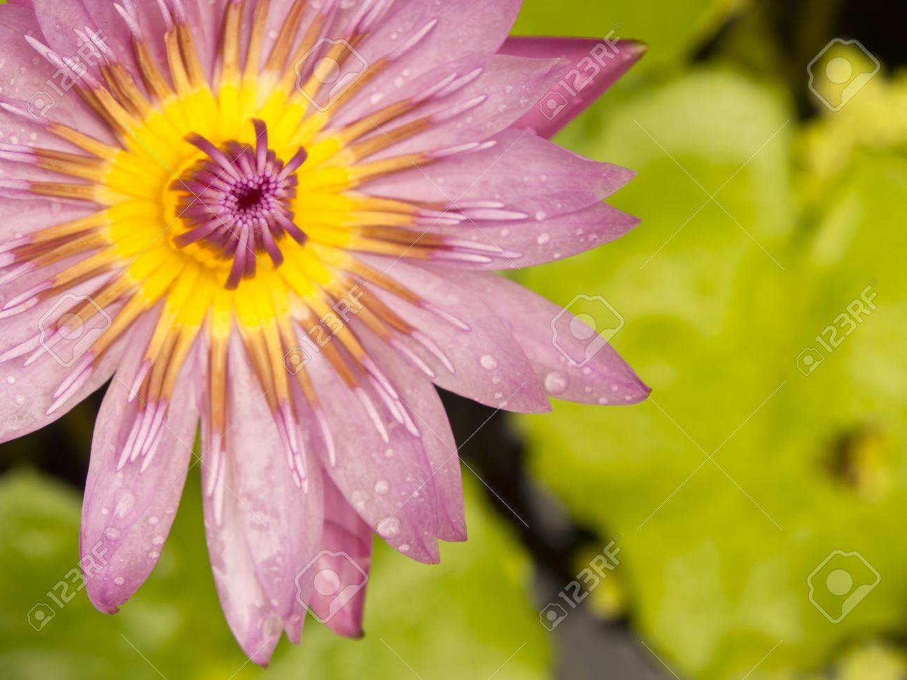 etiam-dictum-ipsum-a-felis