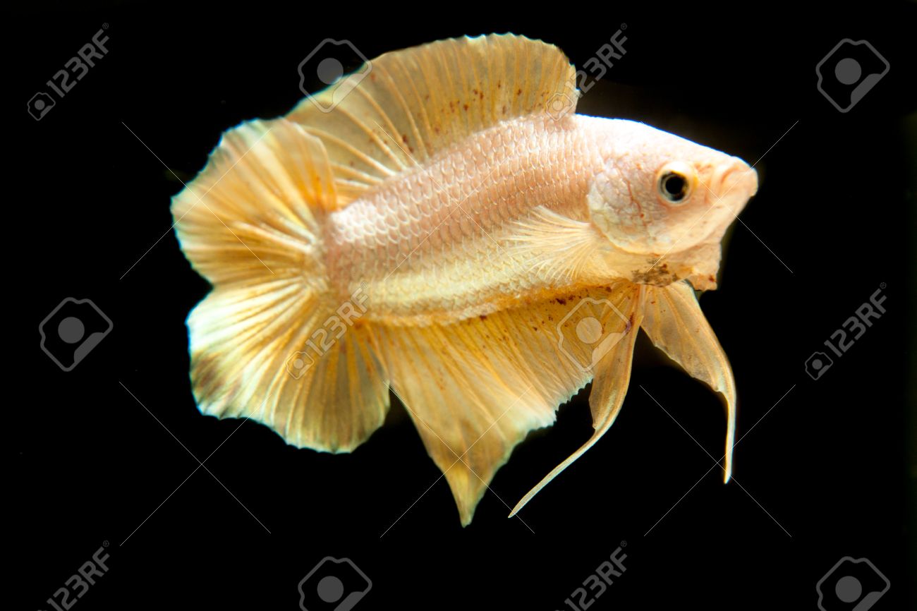 シャムの戦いの魚は 黒地に金色の Betta の魚 の写真素材 画像素材 Image