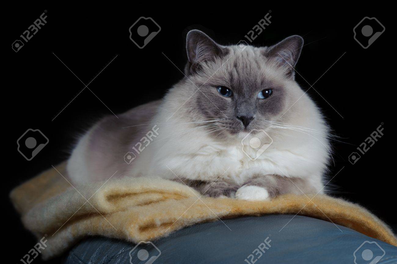 ラグドール猫は毛布の上に座っています。彼は黒の背景です。 の写真 