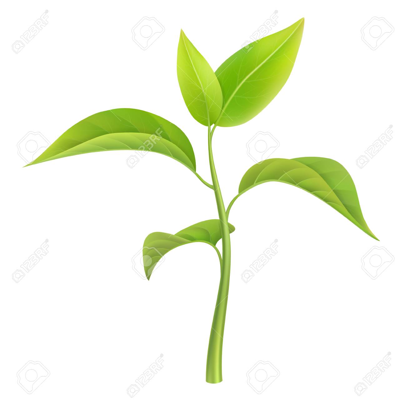 緑の芽は 小さい枝苗 ベクトル図では 分離します のイラスト素材 ベクタ Image