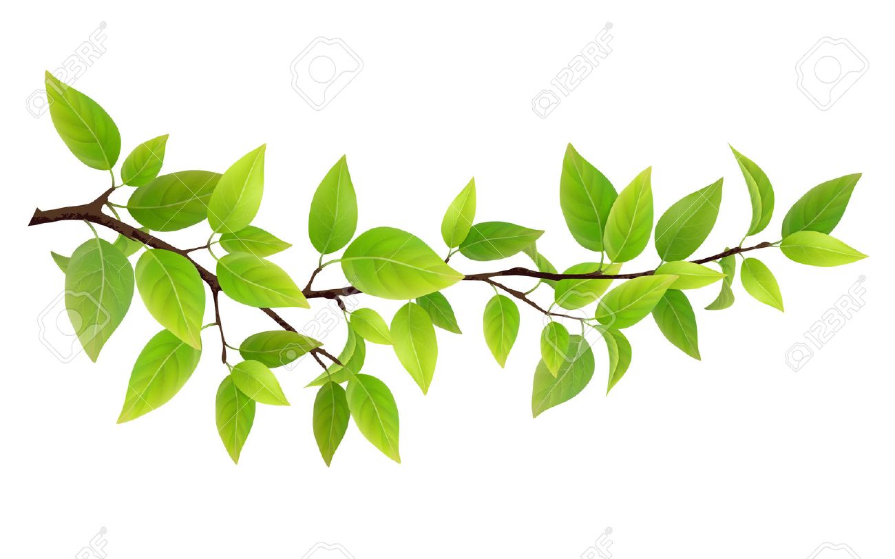 small tree branch with green leaves detailed plant isolated