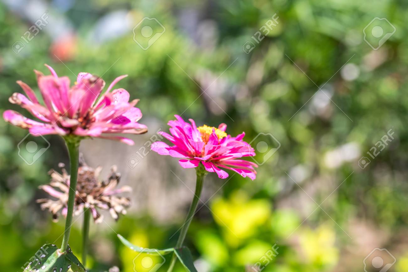 Hintergrund Der Frischen Blumen Draußen Im Park Von Bali-Insel ... Hintergrund Der Frischen Blumen Draußen Im Park Von Bali-Insel ...