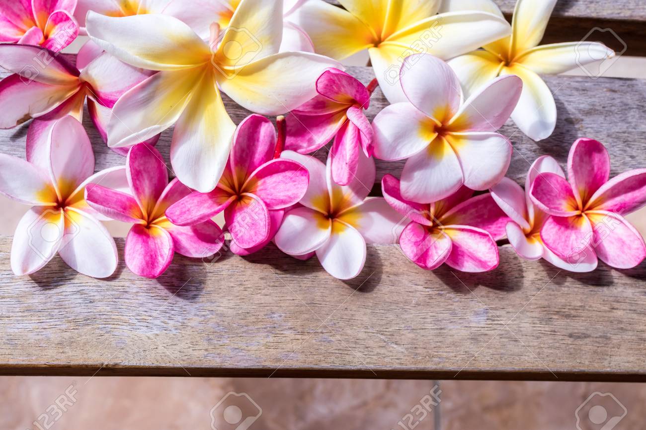Plumeria Flower Pink And White Frangipani Tropical Flower Plumeria Stock Photo Picture And Royalty Free Image Image