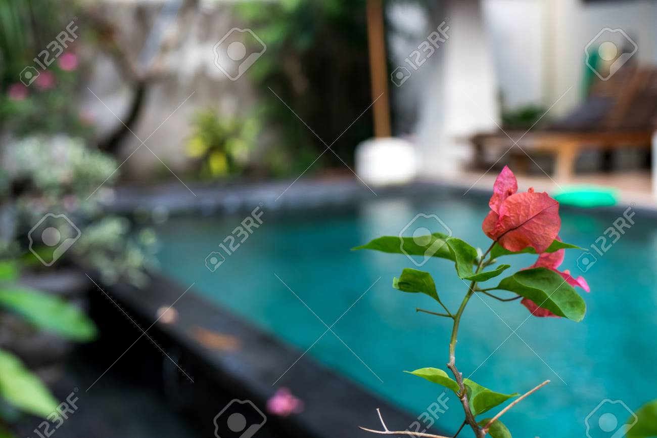 熱帯の花模様 エキゾチックな葉と花です バリ ガーデン インドネシア の写真素材 画像素材 Image