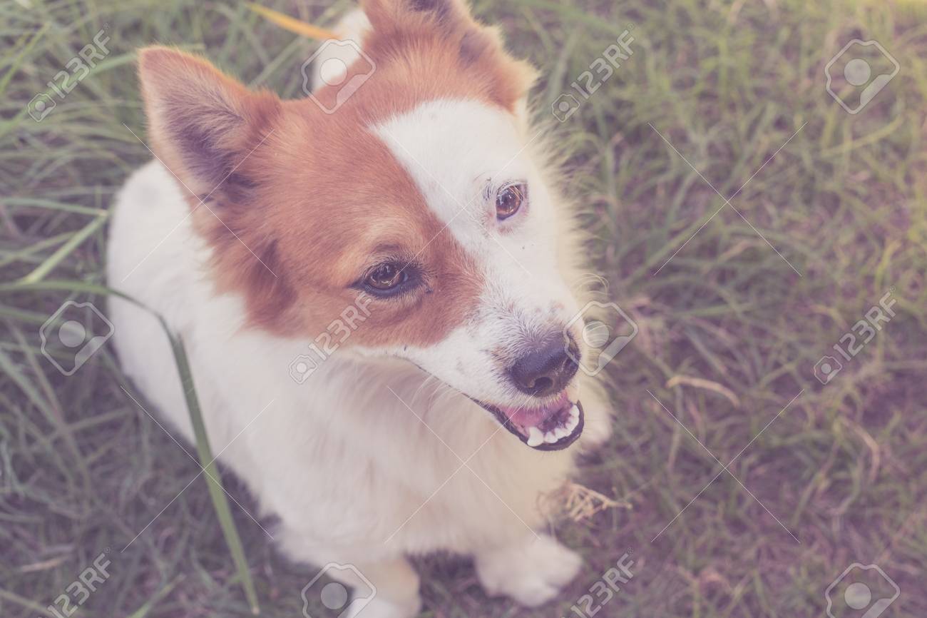 beautiful street dog