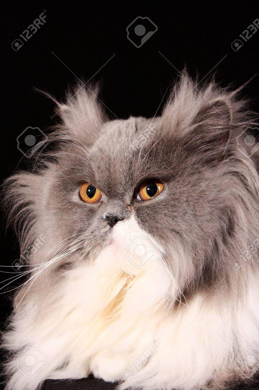 black and grey persian cat