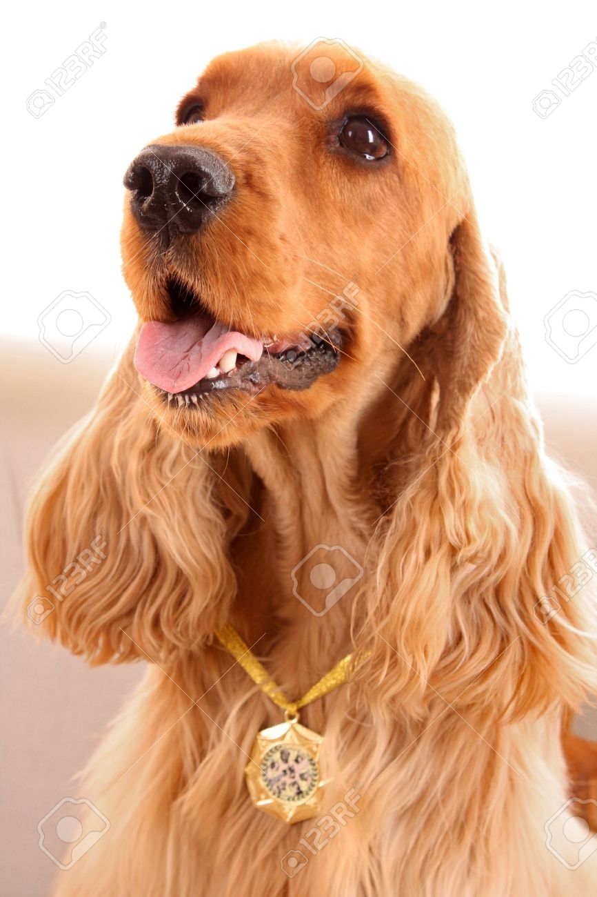 young brown cocker spaniel on white background stock photo picture